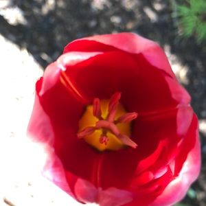 Meet your Posher, Neda